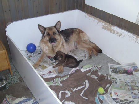 Här ligger Kajsa med sin enfödda Kazandra